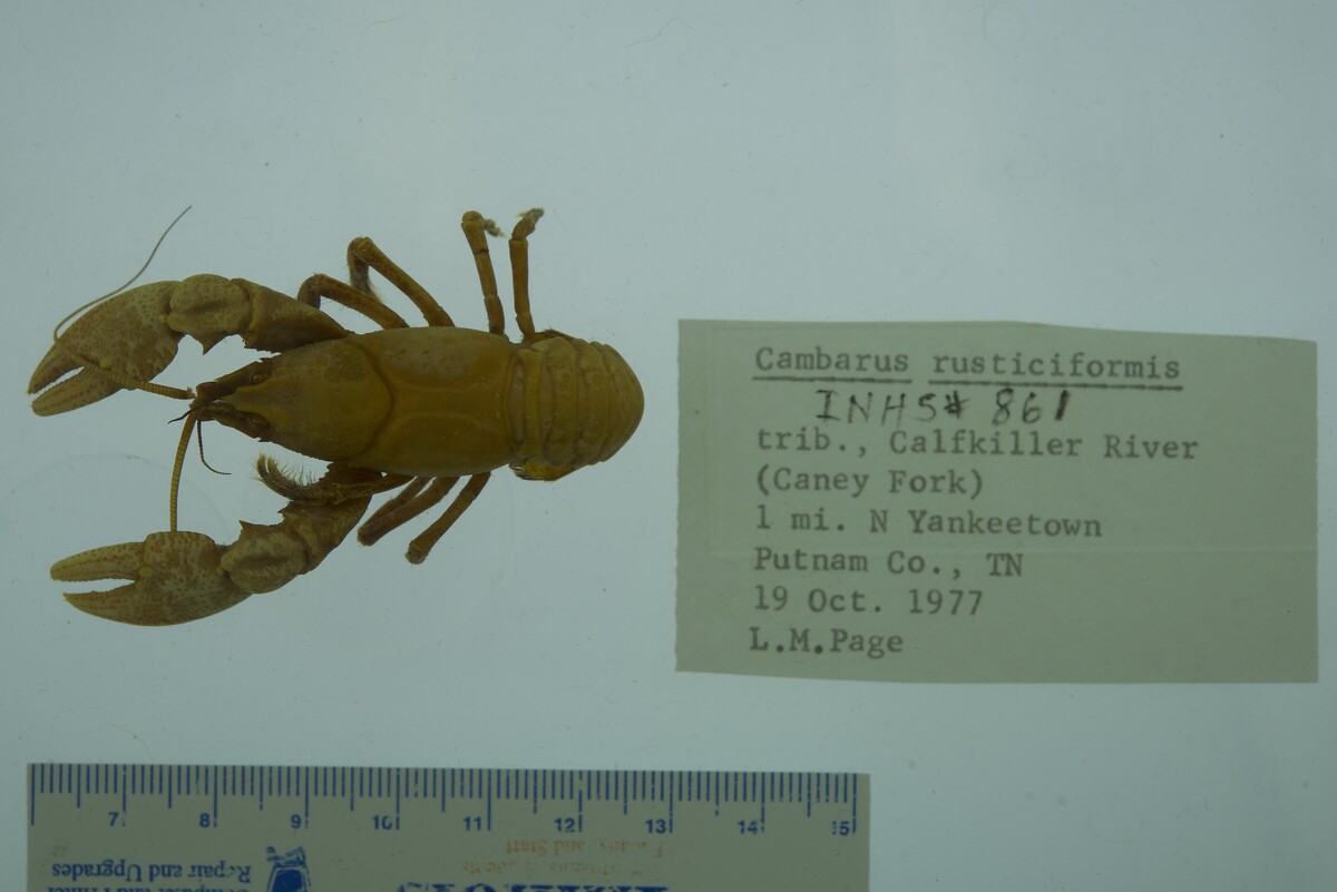 Cambarus rusticiformis image